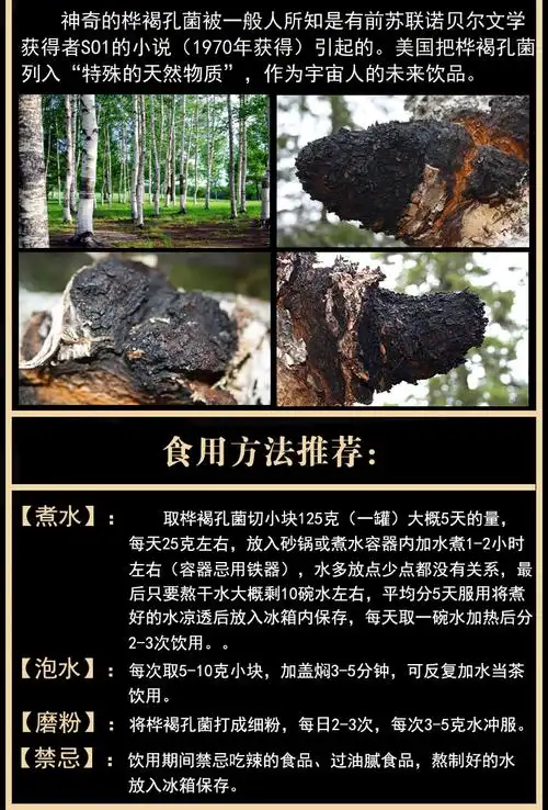 桦褐孔菌的功效与作用及食用方法