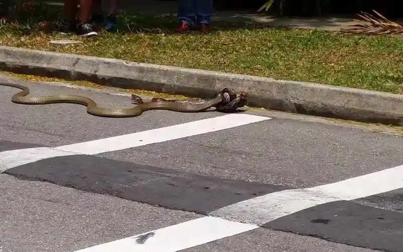 路边蟒蛇大战眼镜王蛇