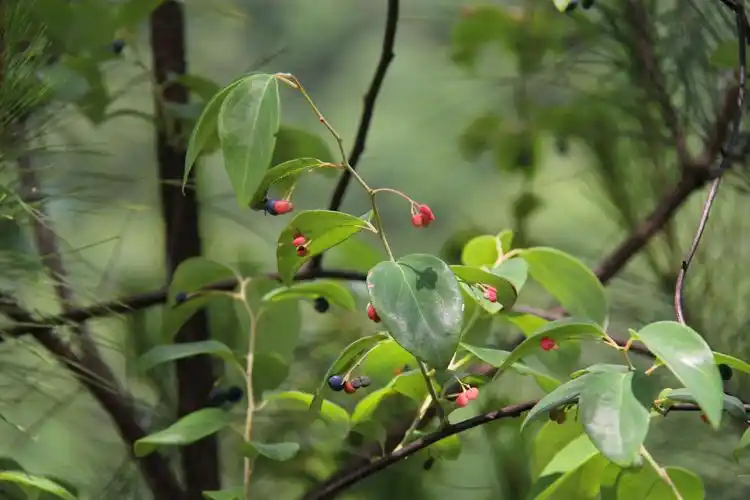 庆元植物1171-清风藤科-清风藤属-灰背清风藤
