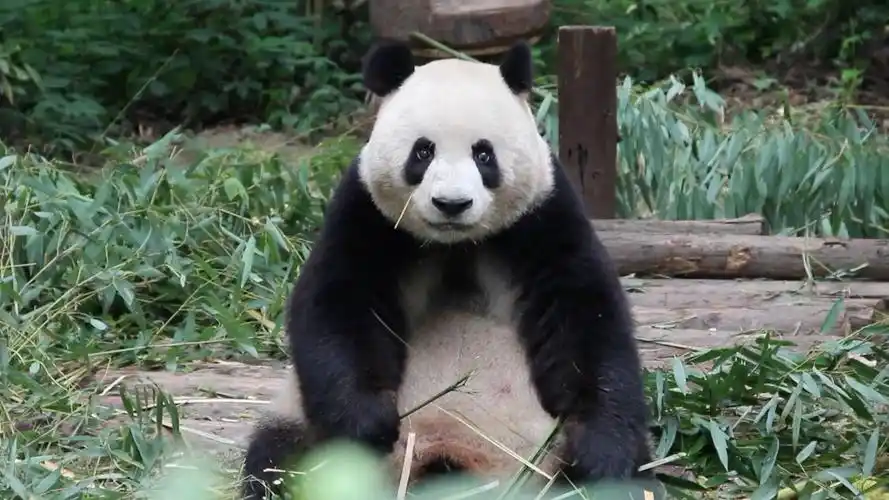 【大熊猫妮大】斧头山营业王 妮大卡牙 呲牙小朋友都可可爱爱