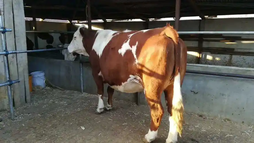 出售西门塔尔繁殖母牛