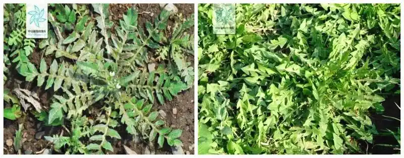 荠菜和蒲公英(右图),乍一看很难分辨