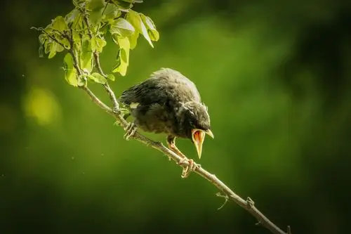 八哥雏鸟·上篇