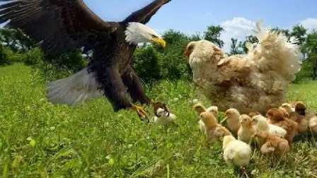 真实的"老鹰抓小鸡"鸡妈妈奋力反抗!