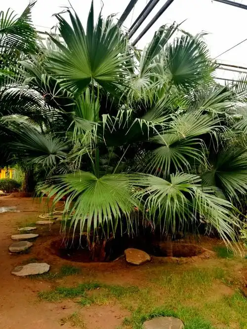 这个应该叫伞竹吧!