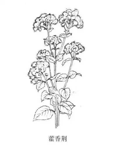 藿香蓟简笔画