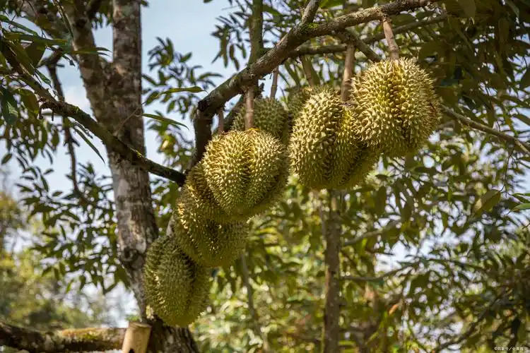 至于榴莲树几年结果:轻型种有伊銮,胶伦通,春富