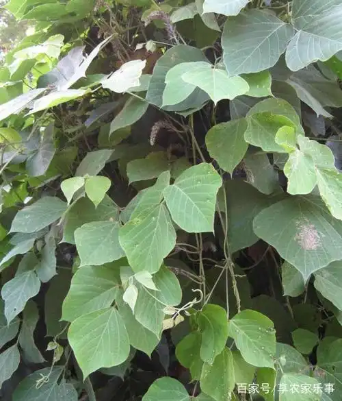 葛藤是固土护坡的优良绿化植物,还可作饲料,根具有很高药用价值