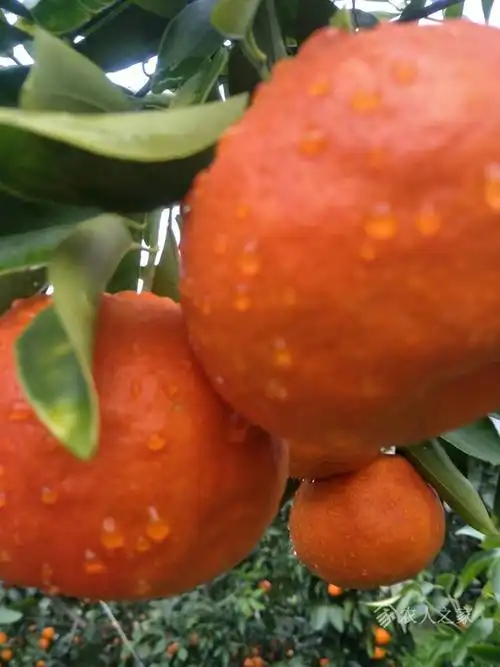 媛红椪柑多少钱一斤,媛红水果多少钱