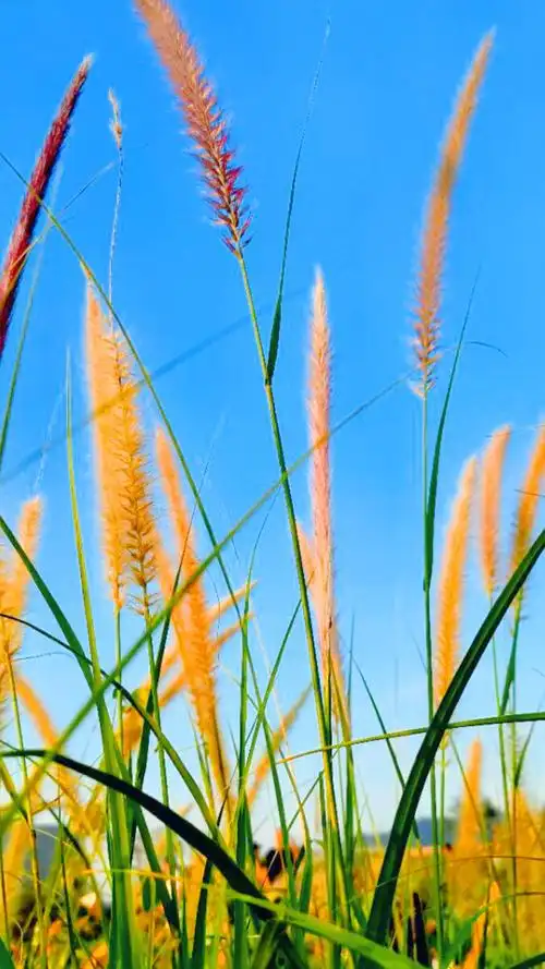 一颗小草一样也能点缀秋天的气息