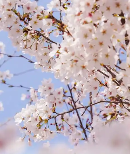 周市樱花园交通:轨交11号线菉葭站3号口出门票:免费地址:昆山市陆家镇