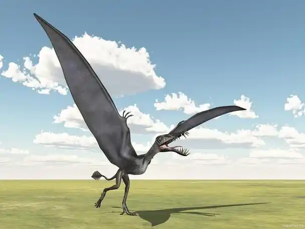 哈特兹哥翼龙!世界上最高大的翼龙!