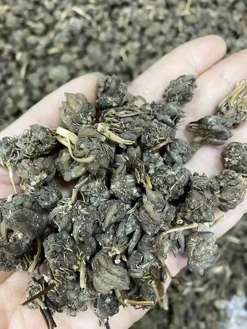 野生猫爪草煲汤煲水食用