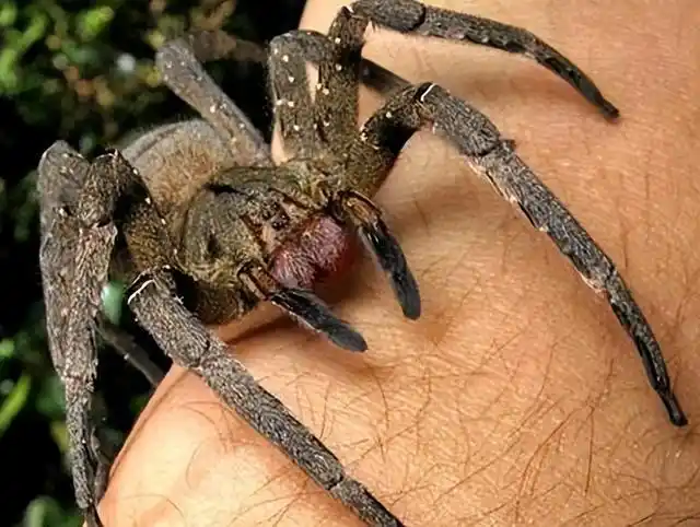 今天,我们就来盘点亚马逊八种致命的动物.