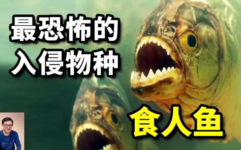 这不是谣言,食人鱼真的会吃人!但有些真相,你可能并不知道!