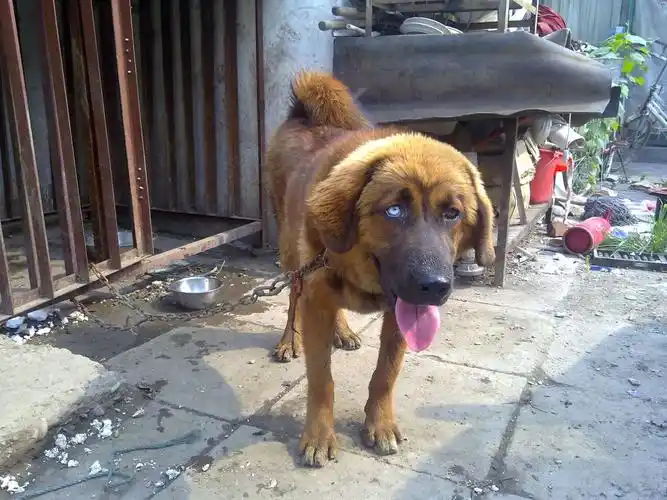 帮忙分析下这藏獒纯种吗?