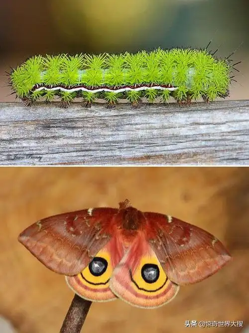 什么样的毛毛虫变蝴蝶好看(16张毛毛虫变成蝴蝶的前后对比照)9