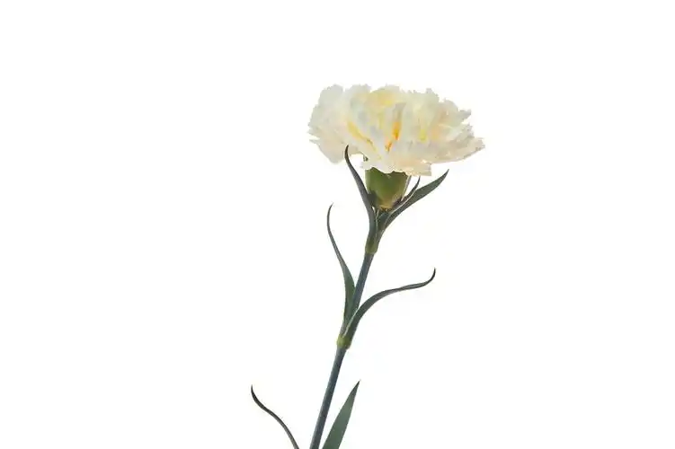 白底特写康乃馨鲜花花朵教师节配图教师节母亲节康乃馨花朵