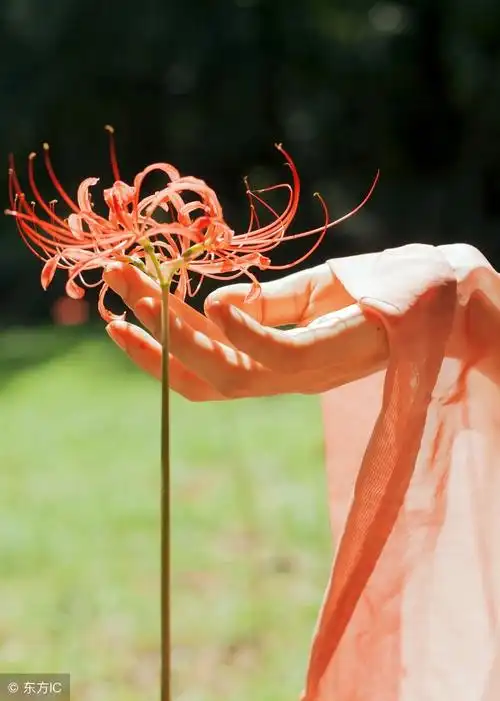 彼岸花,又称花曼珠沙华,曼陀罗华,也是佛经中所谓天界之花.