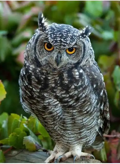 猫头鹰(眼睛长在头部前方的夜行性鸟类)_尚可名片