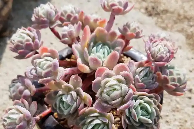 炎炎夏日,一多两少的方法依然让草莓冰这种多肉状态绝佳