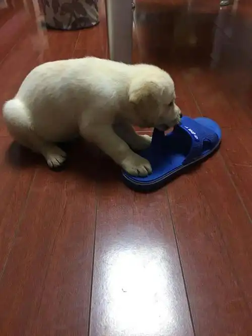 两个多月大拉布拉多犬转手