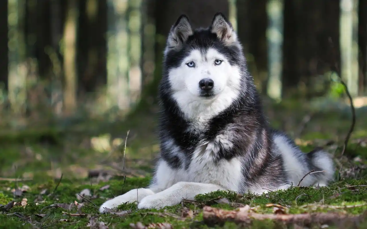 可爱的高清狗狗图片大全电脑桌面壁纸下载