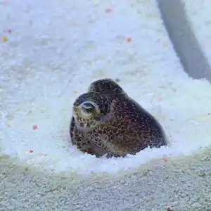 海水鱼 翻沙乌贼夏威夷短尾变色乌贼 海水鱿鱼  包活包损