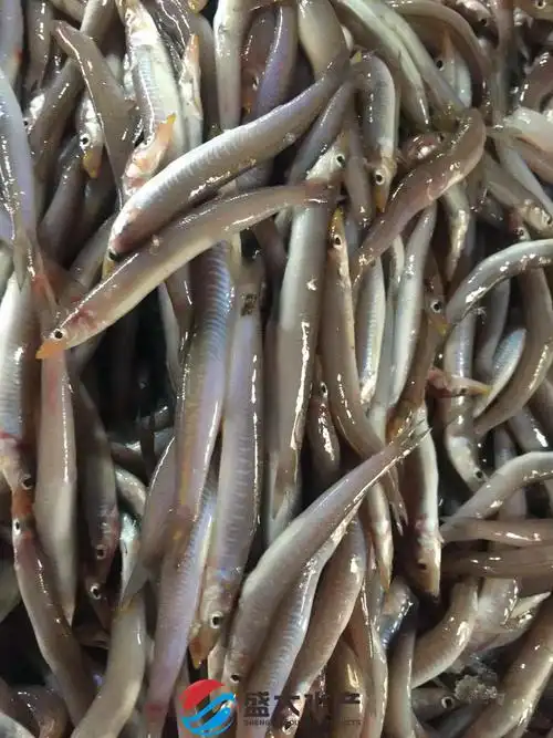 冻海泥鳅沙溜玉筋鱼新鲜均匀冻厂直批现货和接受预定