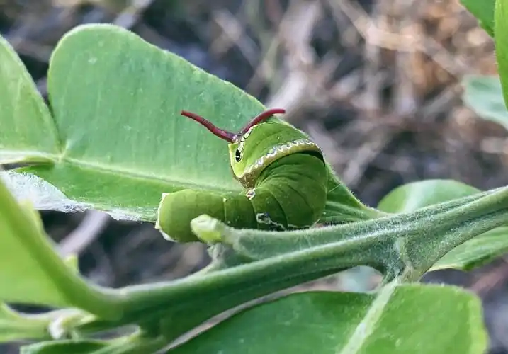 凤蝶毛虫拍摄地点泉州台投乡村摄于2020114凤蝶毛虫是蝴蝶或者蛾子