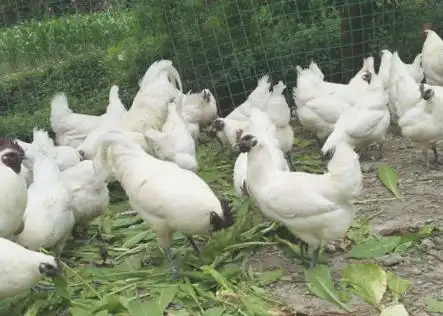 是衡州江山市的一个特