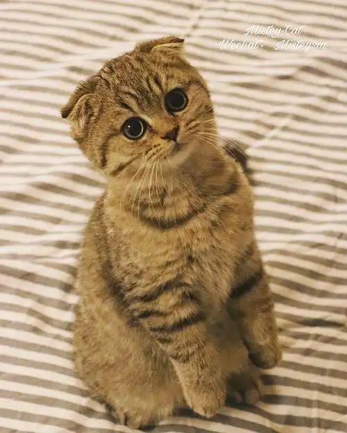 苏格兰折耳 金色虎斑～ 深圳