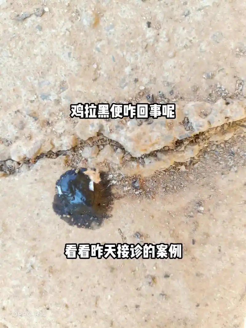 鸡拉黑便咋回事?15号接诊的案例,鸡群开始拉黑色粪便,随后便 - 抖音