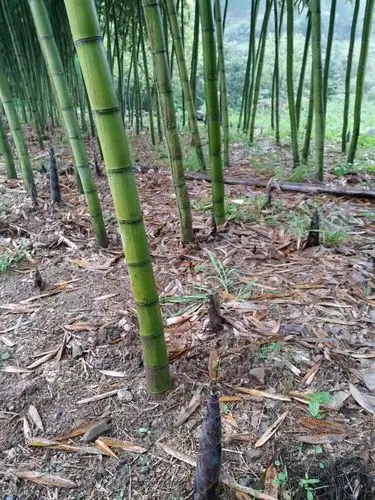 故乡~奉化萧王庙慈林村游记