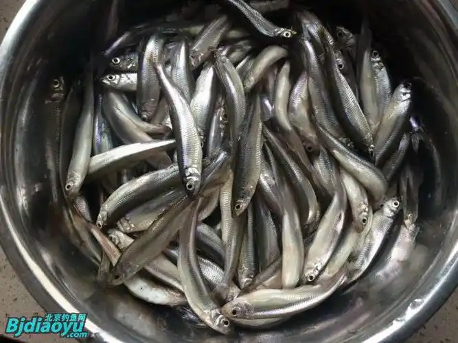 冰钓预热,转:辽宁锦州锦凌水库冰钓小公鱼