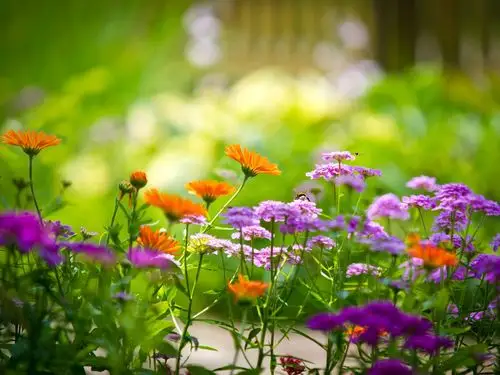 老皮闽南春天的花儿