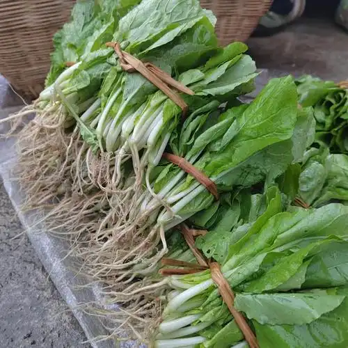 源外园贵州本地农家自种新鲜小白菜油白菜青菜小青菜毛白菜现摘现发
