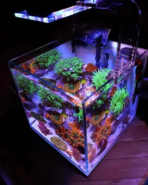 小背滤海缸如何搭配生物和饲养