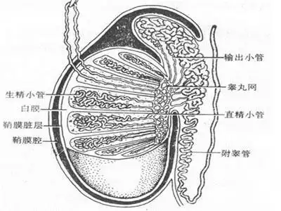 慢性睾丸炎的治疗方法 慢性睾丸炎有哪些症状