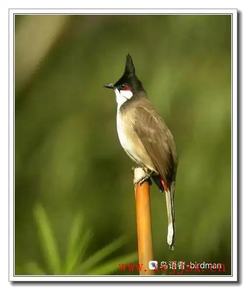 《黑头公》拼音/读音/英文/繁体