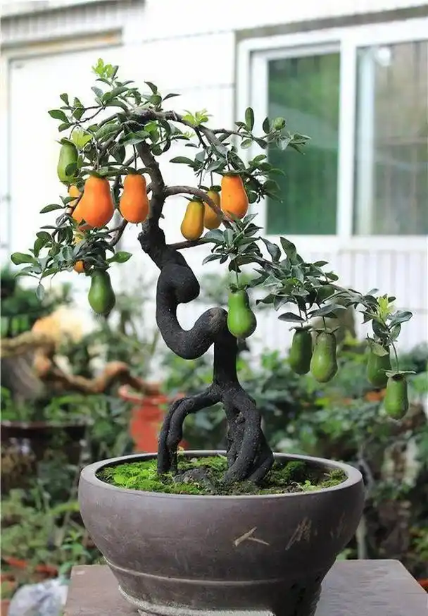 精品盆栽——金弹子,皮实好养,值得拥有