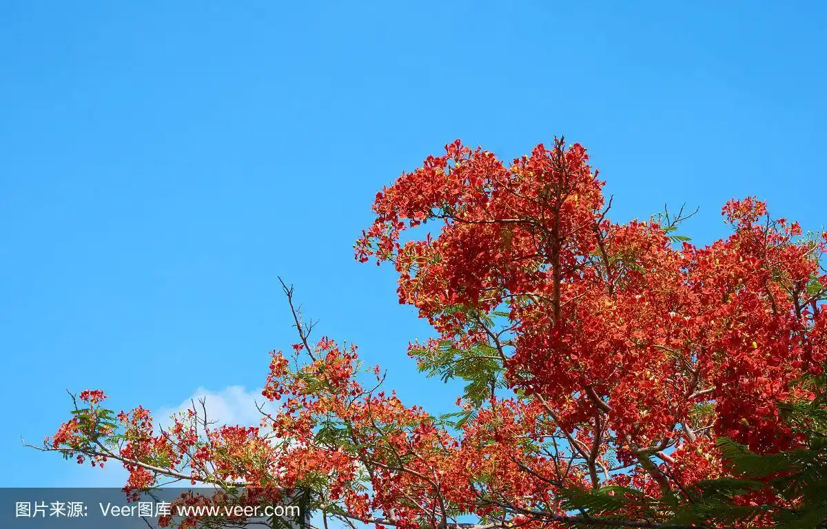 天空,孔雀,蓝色,凤凰木,美