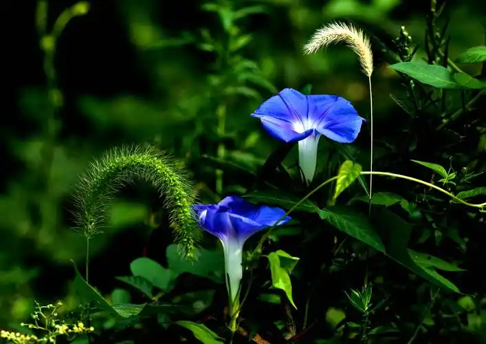 牵牛花(喇叭花)