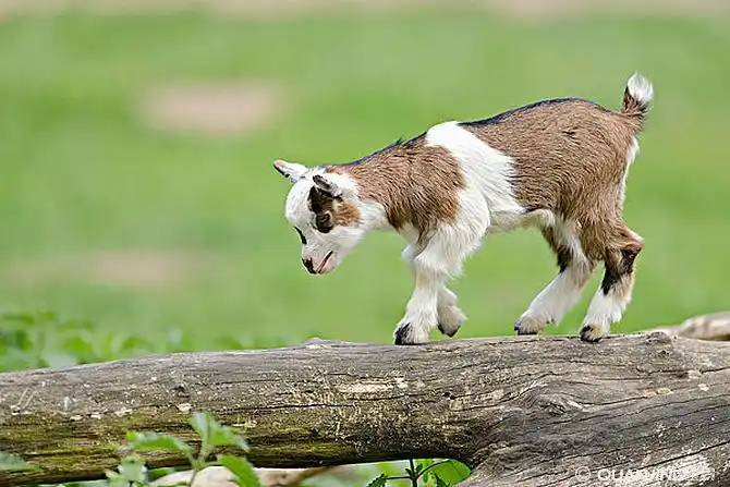 山羊图片_图片大全