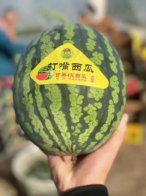 非常好吃甘美西瓜到了连小蜜蜂都来采蜜了