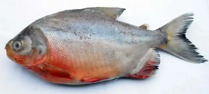 p>红鲳鱼,别名也叫 a target="_blank" href="