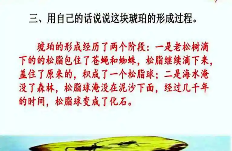 四年级语文下册:第5课《琥珀》学习要点解析