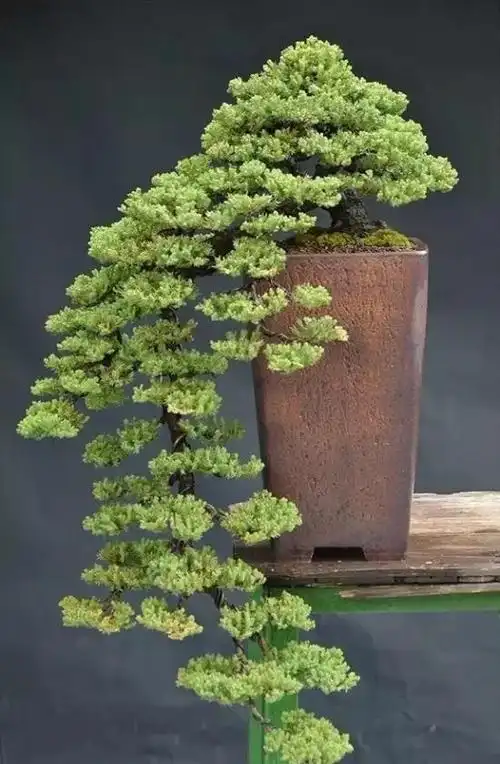 最贵的盆景一盆好的盆栽也可以价值连城