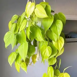 柠檬汁蔓绿绒心形叶片爬藤热带阳台绿植藤蔓室内盆栽好养净化空气