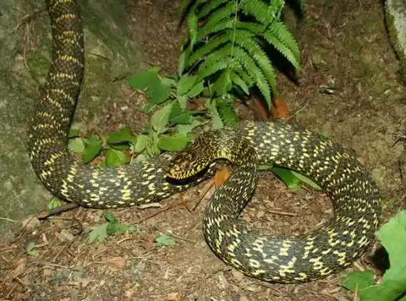 为什么毒蛇会怕菜花蛇?